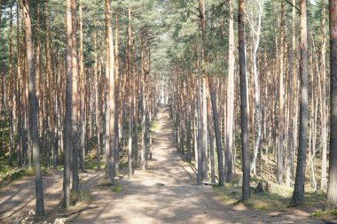 Footpath in Kampinos Forest, Poland