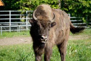 Genç Avrupalı bizon sahada