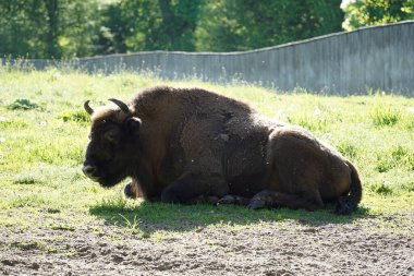 Avrupa bizonu çimlerin üzerinde yatıyor