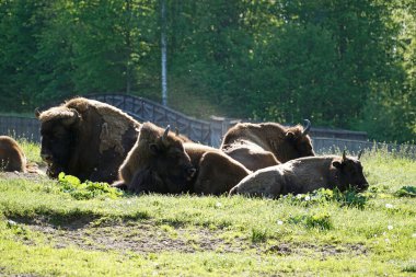 Avrupa bizonları çimlerin üzerinde