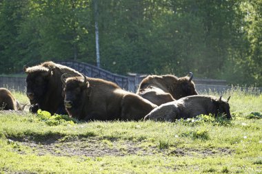 Avrupa bizonları çimlerin üzerinde