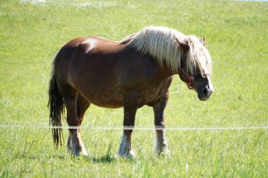 Kahverengi at otlakta duruyor