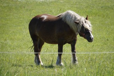 Kahverengi at otlakta duruyor