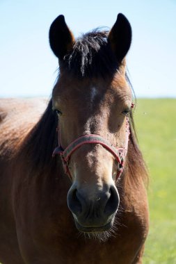 At - kafaya yakın çekim - dikey fotoğraf