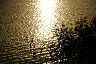 Sazlıklar göl kıyısında ve güneş suya yansıyor.