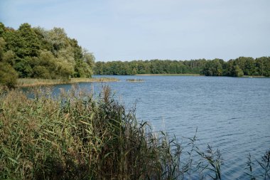 Sazlıklar göl kıyısında