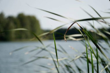 Sazlıklar göl kıyısında