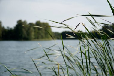 Sazlıklar göl kıyısında