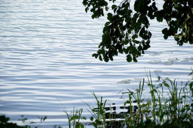 Göl kıyısında ağaç dalı ve sazlıklar