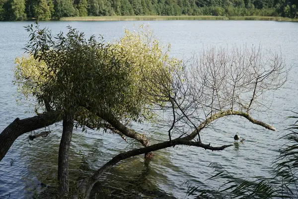 Galve Gölü kıyısındaki ağaç dalı - Trakai, Litvanya