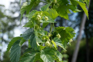 Hops koni eker - temel bira malzemesi