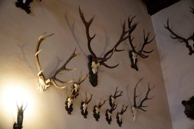 Walbrzych, Polonya - 12 Ağustos 2024 - Ksiaz Kalesi 'nin içi - duvarda boynuzlar