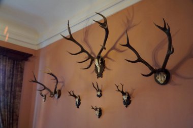 Walbrzych, Polonya - 12 Ağustos 2024 - Ksiaz Kalesi 'nin içi - duvarda boynuzlar