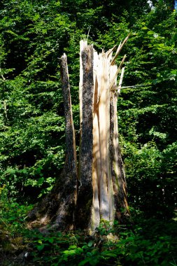 Yıldırım tarafından yok edilen ağaç