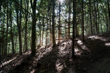 Güneş parlıyor ormandaki ağaçlar