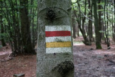 Jugowska Geçidi, Polonya - 8 Ağustos 2024 - Bir ağaçtaki turist yolu tabelası