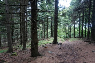 Baykuş Dağları 'ndaki patika, Polonya