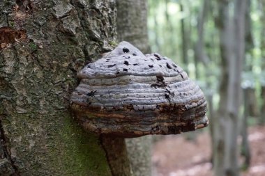 bir ağaç üzerinde mantar