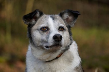 Kahverengi ve beyaz kırma köpek kameraya bakıyor.