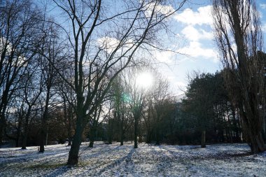 Parkta güneşli bir gün Ağaçların arasından parlayan güneş