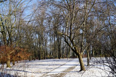 Kışın patika ve ağaçlar, yerde kar.
