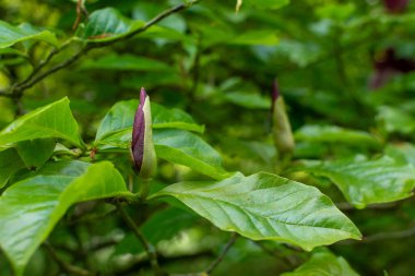 Magnolia liiflora dalında, tombul bir tomurcuk beklentiyle bekliyor. Sivri veya oval manolya tomurcuklarının aksine bu yuvarlak ve sağlamdır. Bu da yakında büyük çiçeğe dönüşeceğini ima eder..