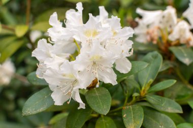 Çalılıklarda kar taneleri! Saf beyaz rhododendron çiçekleri, kümelenmiş ve narin, parlak yeşil yapraklara karşı açılır. Bu zarif görüntü herhangi bir bahçeye sükunet katar.