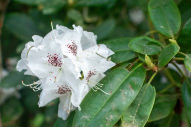 Bir konfeti çiçek açıyor! Beyaz rhododendron yaprakları, canlı kırmızı noktalar serpiştirilmiş, oyuncu bir kontrastlık yaratır. Bu büyüleyici görüntü her bahçeye biraz kapris katıyor..