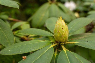 Bir söz rhododendron 'u bekler. Dar katlı bir tomurcuk, pürüzsüz ve yeşil, yaklaşan canlı çiçeği işaret ediyor. Sabır! Baharın büyüsü çok yakında..