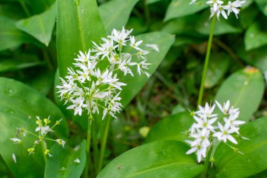 Ayı sarımsağının beyaz çiçeklerine yaklaş