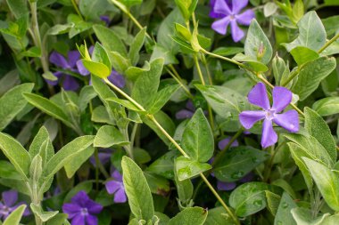 Mor-mor güzel mavi menekşe çiçekleri