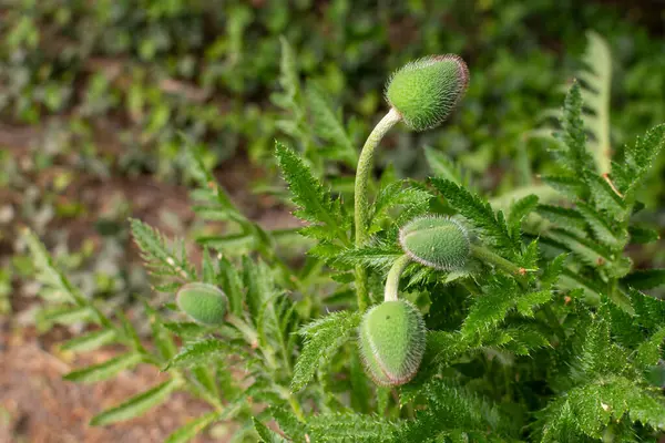 stock image Bulbous poppy buds, plump with anticipation, hang heavy on slender stems. Their silky surface, a vibrant red or fiery orange, hints at the fiery blooms to come. A touch reveals the promise of delicate petals, waiting to burst forth.