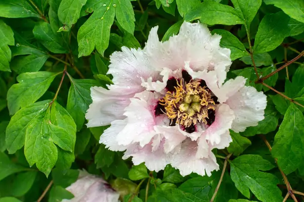 Stock image Beautiful white three peony flower