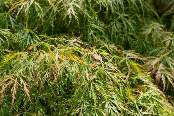 stock image Delicate green unfolds on the Japanese maple. Lacy leaves, blushed with a hint of red, shimmer in the sunlight. This graceful tree offers a subtle transition of color, adding year-round beauty to any garden.