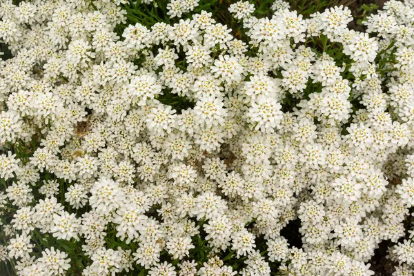 stock image Perennial candytuft ornamental white flowers garden shrub
