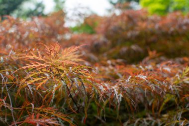 Fiery foliage ablaze! Lacy red leaves of a Japanese maple glow with intense color, creating a dramatic contrast against the bark. This ornamental tree stuns with fiery hues, adding year-round interest. clipart