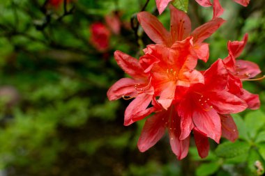Ateşli bir mücevher ortaya çıkıyor. Yakın planda, kırmızı-turuncu bir açelya çiçeği dallı yapraklarını açar, yemyeşil yaprakların zeminiyle güzel bir tezat oluşturur. Rengi göz alıcı, bahçenin duvar halısında büyüleyici bir detay..