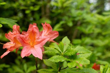 Beş güneş püskürüyor! Canlı bir portakal açelyası kümesi dallı yapraklarını açar. Bu ateşli ekran dallara bir güneş ışığı patlaması katıyor. Bahçedeki göz kamaştırıcı bir manzara..