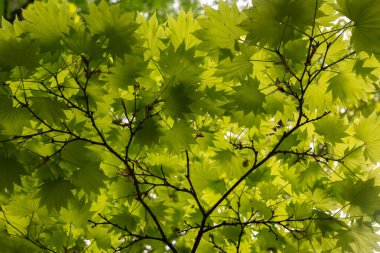 A verdant ceiling unfolds. Lush, green leaves of Acer shirasawanum intertwine to form a cool, leafy canopy. Sunlight filters through, creating a dappled haven beneath this graceful Japanese maple. clipart