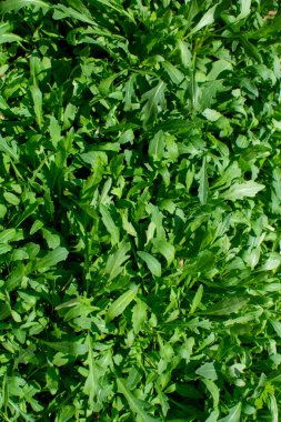 Taze yeşil roka (roka) bitkilerinden oluşan yoğun bir yatağın yukarıdan çekimi, doğal, yapraklı bir doku ve desen sergiliyor..