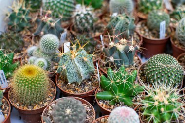 Plastik tencerelerde çeşitli dokular, şekiller ve renklerin sergilendiği çeşitli kaktüslerin geniş bir koleksiyonunun genel görünümü..