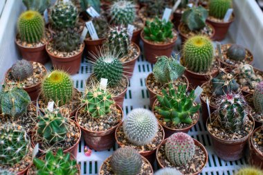 Bitkilerin çeşitli desenlerini, şekillerini ve dokularını vurgulayan küçük bir saksı kaktüsü ve sulu bitkiler koleksiyonunun genel görüntüsü..