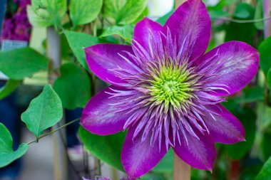 Tek bir mor klematis çiçeğinin detaylı bir yakın çekimi. Dikenli, canlı yeşil bir merkezi var. Bahçede yumuşak yeşil bir arka planda geçiyor..