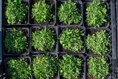 Bir bahçeye ekilmeye hazır, siyah çaydanlıklardan oluşan bir ızgaraya ekilmiş çoklu yeşil bitkilerin tepeden tırnağa fotoğrafı.