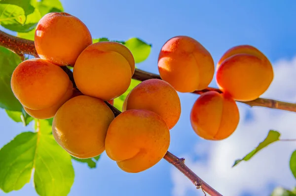 Pomerančové Meruňky Zelené Větvi Stromu Proti Modré Obloze Meruňkové Ovoce — Stock fotografie