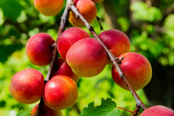 Pomeranč Červenými Meruňky Zelené Větvi Stromu Meruňkové Ovoce Ovocné Zahradničení — Stock fotografie
