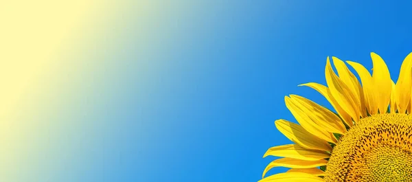 stock image Yellow sunflower flower in sunlight against a blue sky. Blooming sunflowers. Agricultural business. Organic farm. Colors of the Ukrainian flag. Template for text. The beauty.