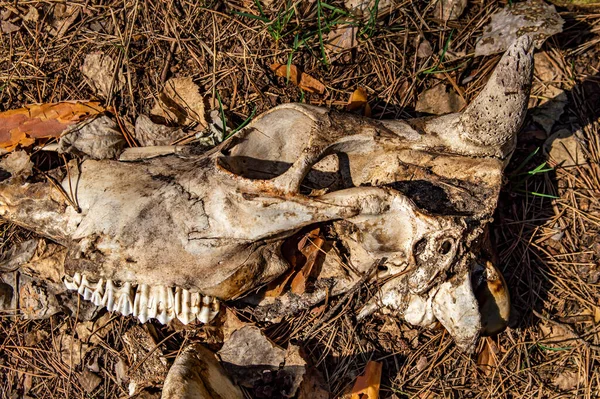 The skull of the head of a domestic cattle cow lies on the ground. Slaughter of livestock. Hunting of a forest predatory animal. Remains of an animal. Cow skeleton. Bull head with horns.