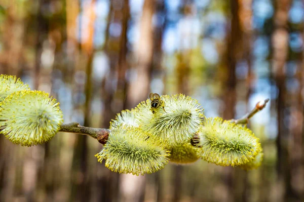 Insect Bee Yellow Flower Blossoming Pussy Willow Blooming Willow Tree — Stock Photo, Image