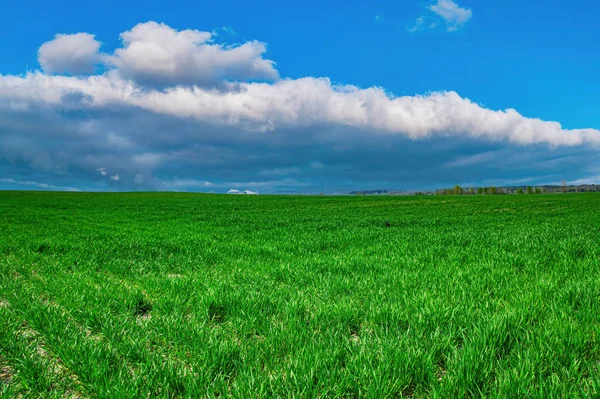 Зеленые Побеги Озимых Культур Фермерском Поле Весной Сельскохозяйственный Бизнес Промышленное — стоковое фото